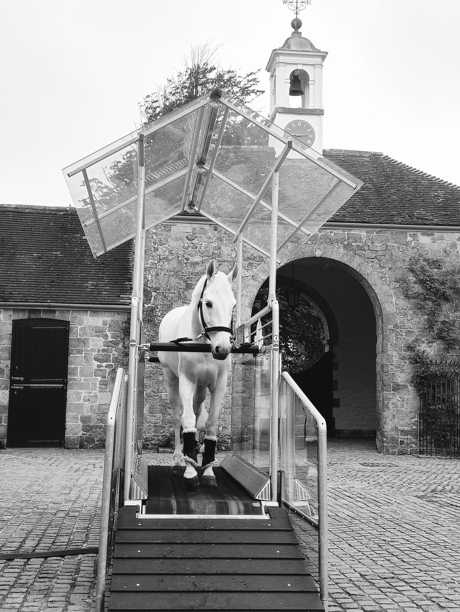 Show Groom (Showjumping) Yehaww